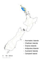 Veronica flavida distribution map based on databased records at AK, CHR & WELT.
 Image: K.Boardman © Landcare Research 2022 CC-BY 4.0